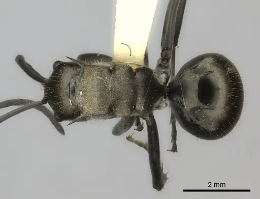 Polyrhachis salomo specimen