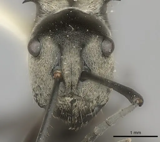 Polyrhachis salomo specimen