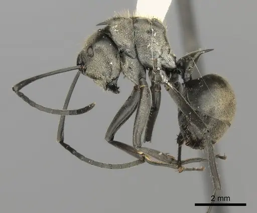 Polyrhachis salomo specimen