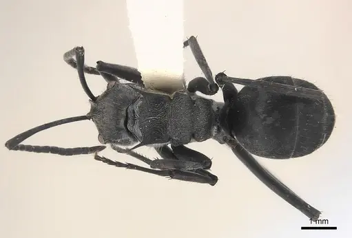 Polyrhachis salomo - CASENT0227566