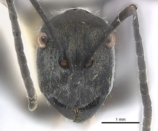 Polyrhachis salomo - CASENT0227566