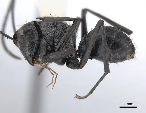 Polyrhachis salomo - CASENT0227566