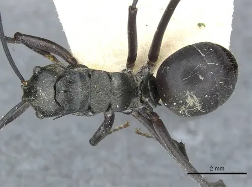 Polyrhachis salomo - CASENT0910925