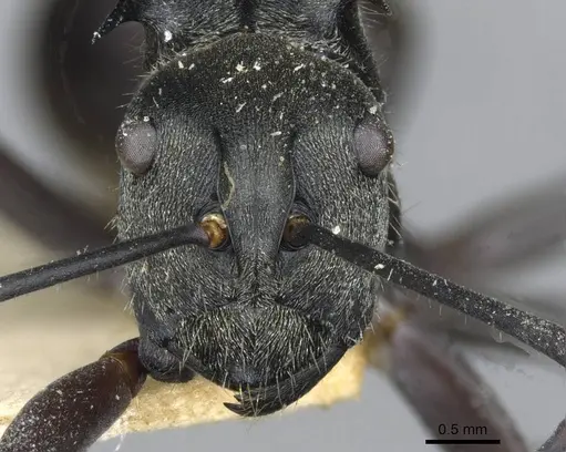 Polyrhachis salomo - CASENT0910925