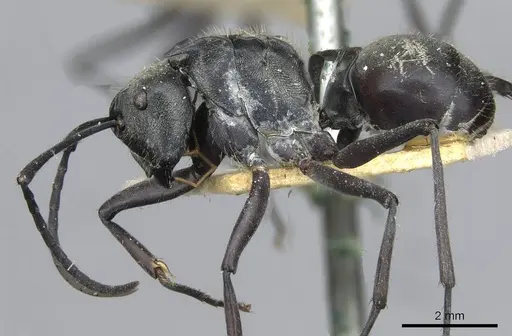 Polyrhachis salomo - CASENT0910925