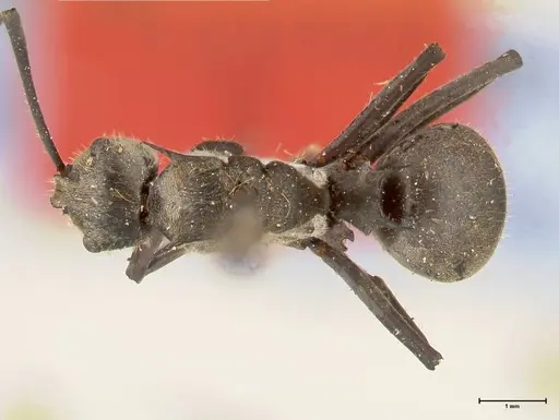 Polyrhachis salomo - FOCOL0438
