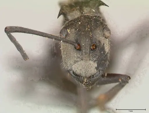 Polyrhachis salomo - FOCOL0438