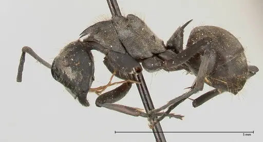 Polyrhachis salomo - FOCOL0438