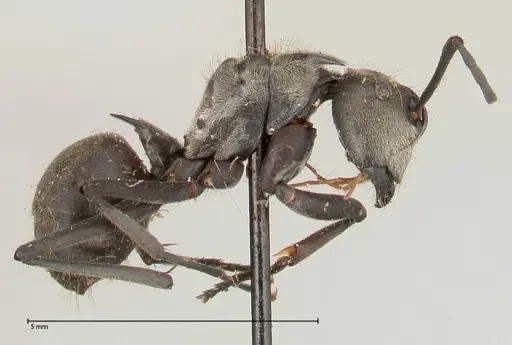 Polyrhachis salomo - FOCOL0438