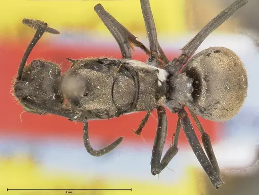 Polyrhachis salomo - FOCOL0439