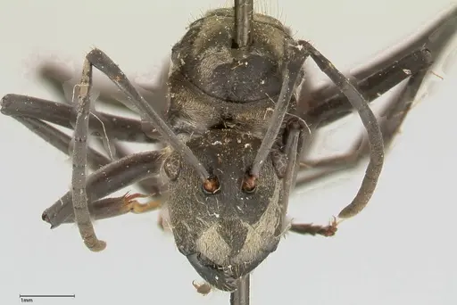 Polyrhachis salomo - FOCOL0439
