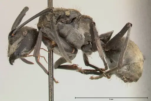 Polyrhachis salomo - FOCOL0439