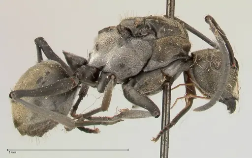 Polyrhachis salomo - FOCOL0439