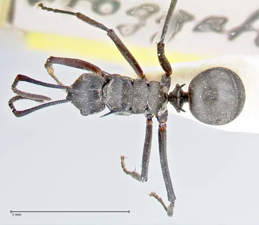 Polyrhachis salomo - FOCOL2634