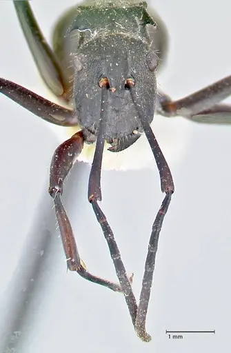 Polyrhachis salomo - FOCOL2634