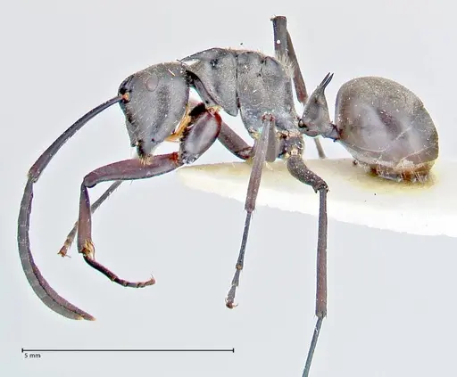 Polyrhachis salomo - FOCOL2634