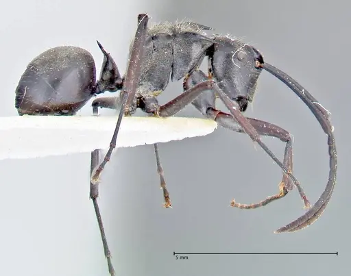 Polyrhachis salomo - FOCOL2634