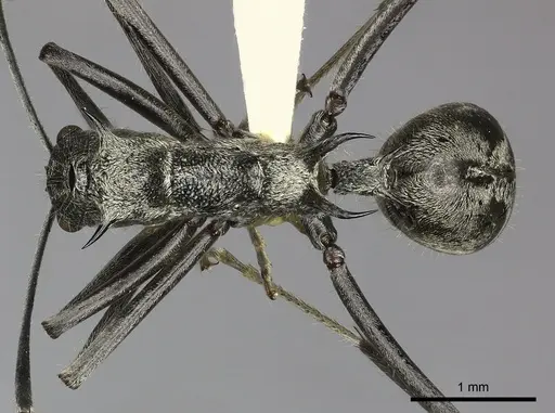 Polyrhachis scabra specimen