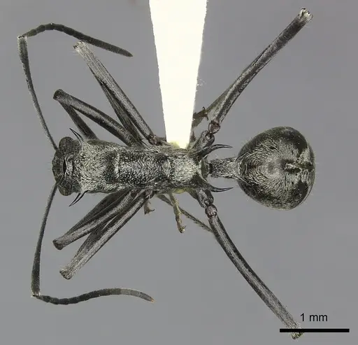 Polyrhachis scabra specimen