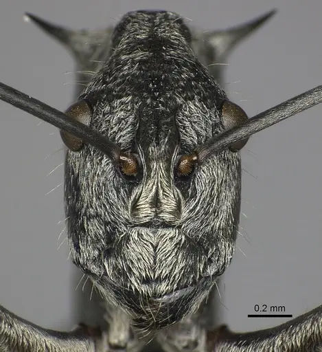 Polyrhachis scabra specimen