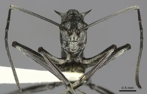 Polyrhachis scabra - CASENT0249118