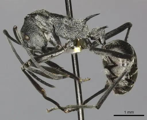 Polyrhachis scabra - CASENT0249118