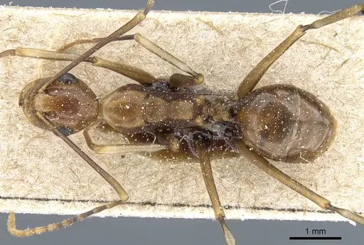 Polyrhachis schang specimen