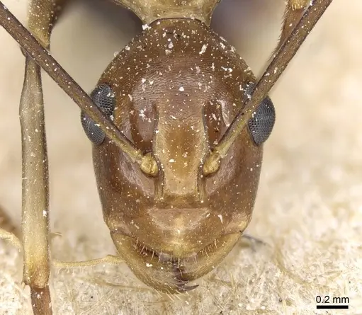 Polyrhachis schang specimen