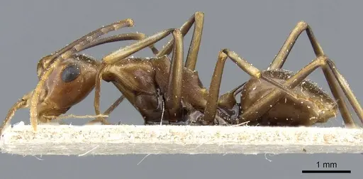 Polyrhachis schang specimen
