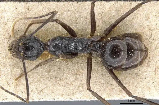 Polyrhachis schang - CASENT0905812