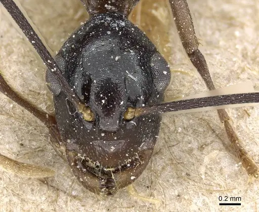 Polyrhachis schang - CASENT0905812