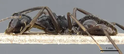 Polyrhachis schang - CASENT0905812