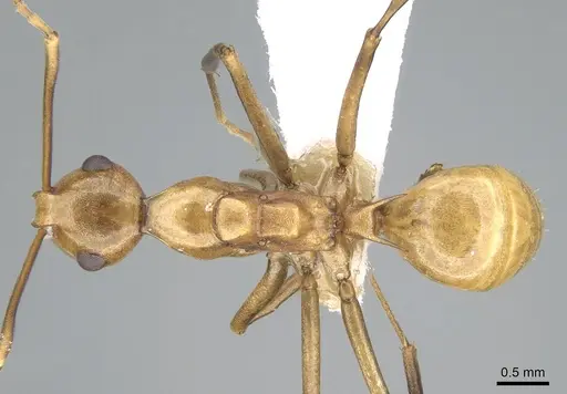 Polyrhachis schang - CASENT0906575