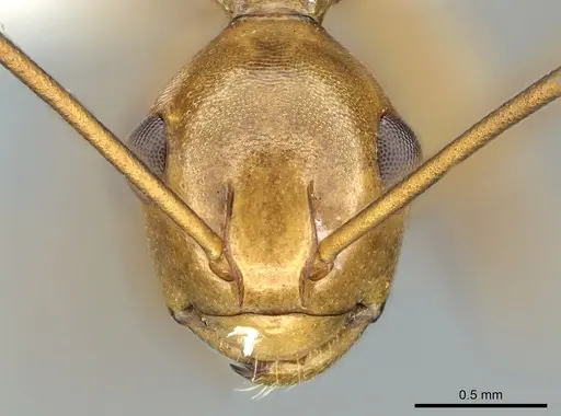 Polyrhachis schang - CASENT0906575