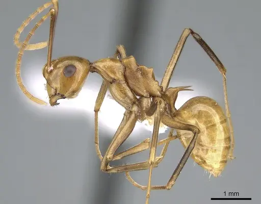 Polyrhachis schang - CASENT0906575