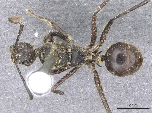 Polyrhachis schang - CASENT0910786
