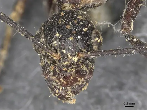 Polyrhachis schang - CASENT0910786