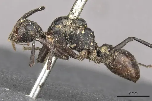 Polyrhachis schang - CASENT0910786