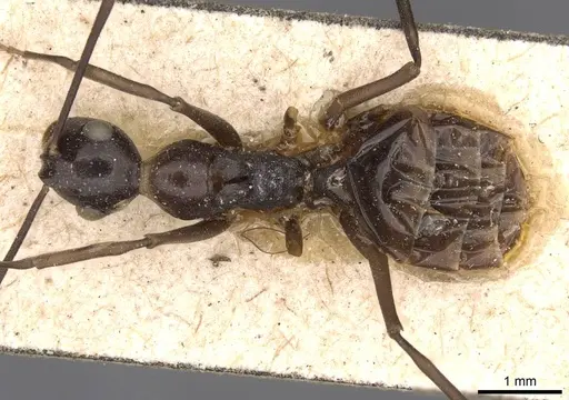 Polyrhachis schang - CASENT0910787