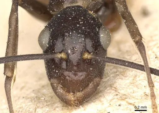 Polyrhachis schang - CASENT0910787