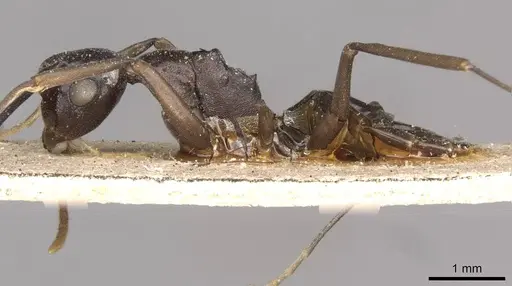 Polyrhachis schang - CASENT0910787