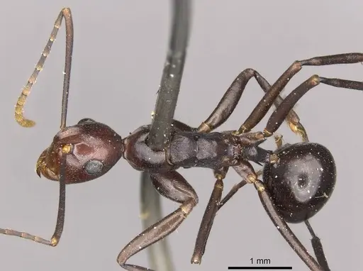 Polyrhachis schang - CASENT0910789