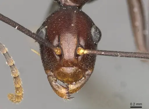 Polyrhachis schang - CASENT0910789