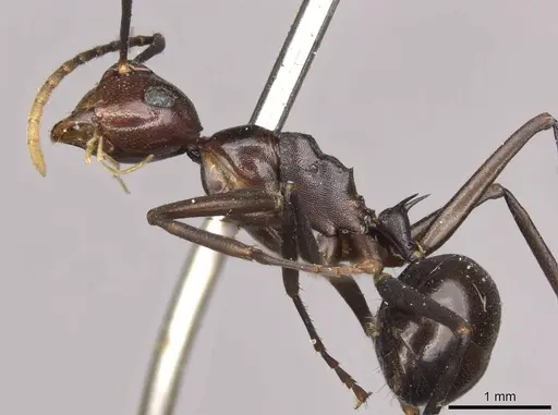 Polyrhachis schang - CASENT0910789