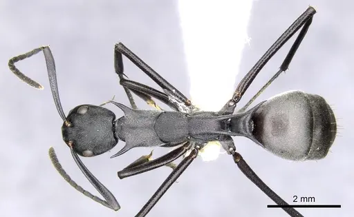 Polyrhachis schellerichae specimen