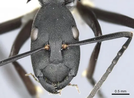 Polyrhachis schellerichae specimen