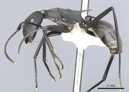 Polyrhachis schellerichae specimen