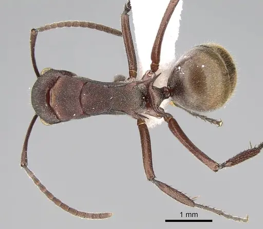 Polyrhachis schenckii specimen