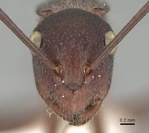 Polyrhachis schenckii specimen