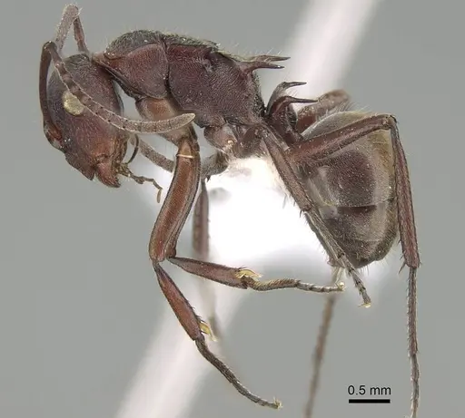 Polyrhachis schenckii specimen